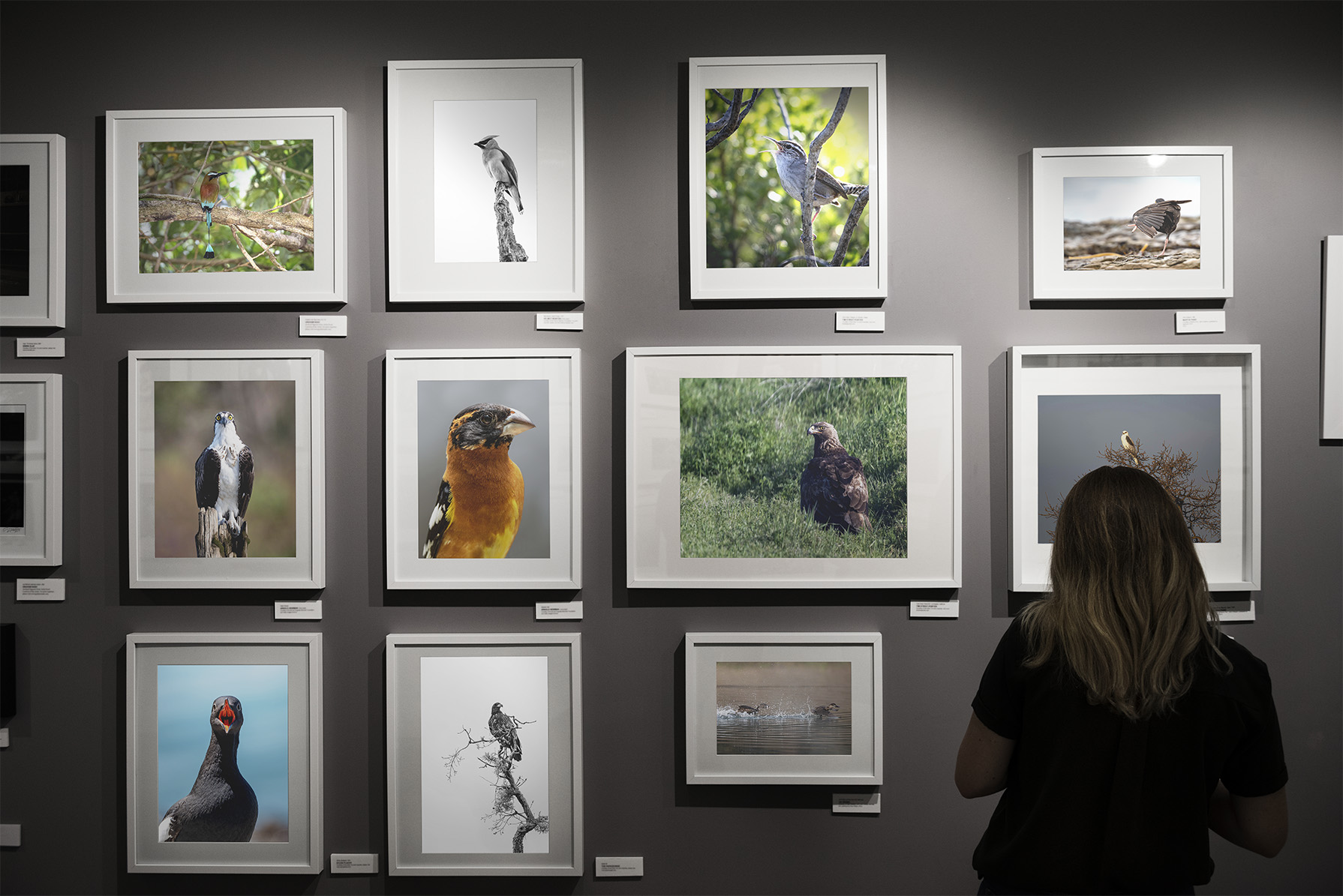 Gallery with several photographs of birds